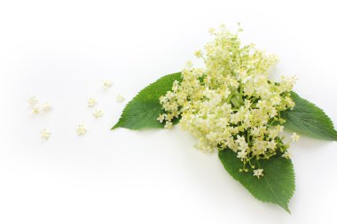 Sambucus nigra, mürver çiçeği ile yaprakları