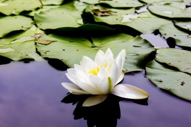 Su Beyaz Zambak - mutluluk ve saflık sembolü - çiçek