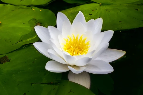 Weiße Seerosenblume - Symbol der Reinheit — Stockfoto