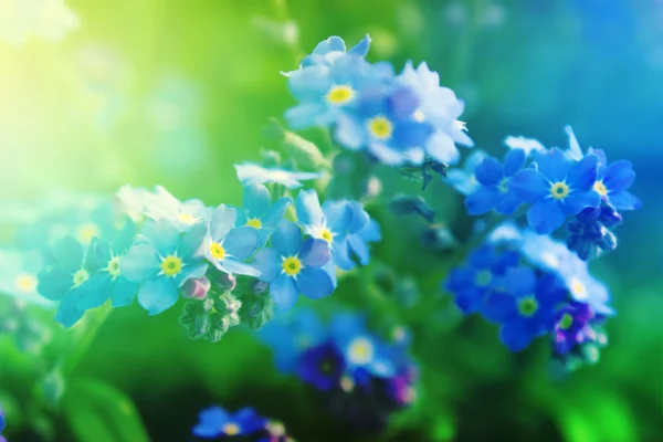 Blur spring background — Stock Photo, Image