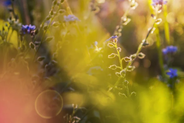 Fundo floral — Fotografia de Stock