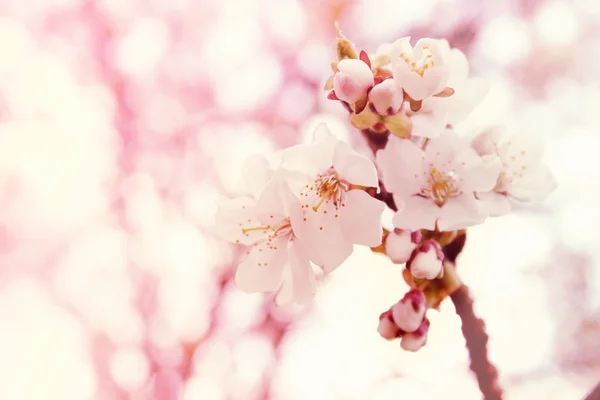 Kirschblüte Hintergrund rosa — Stockfoto
