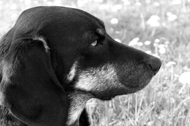 Köpek yüz siyah ve beyaz