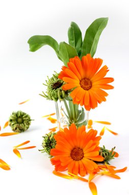 Calendula çiçek, cam kadife çiçeği