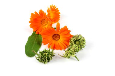 Calendula officinalis çiçek, kadife çiçeği