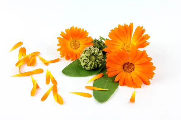 Calendula flower, marigold — Stock Photo, Image