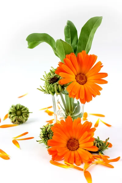 Calendula flower, marigold in glass — Stock Photo, Image