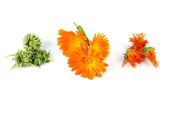 Calendula officinalis flower, měsíček, sušené, semena — Stock fotografie