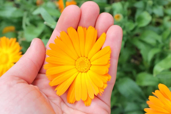 Цветок календулы, календулы в руке — стоковое фото