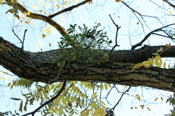 Mistletoe on tree — Stock Photo, Image