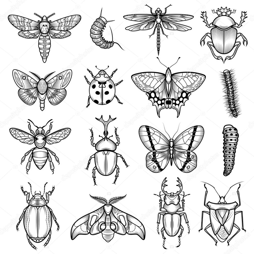 Insects Black White Line Icons Set