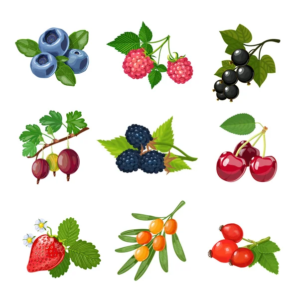 Berries Of Trees And Shrubs Set - Stok Vektor