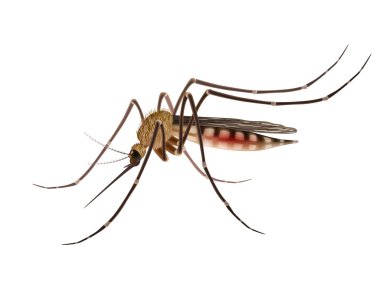 Mosquito realistic illustration clipart