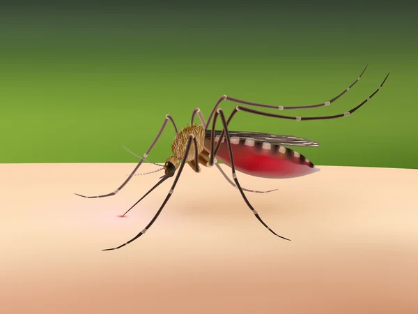 Mosquito chupando sangre — Vector de stock