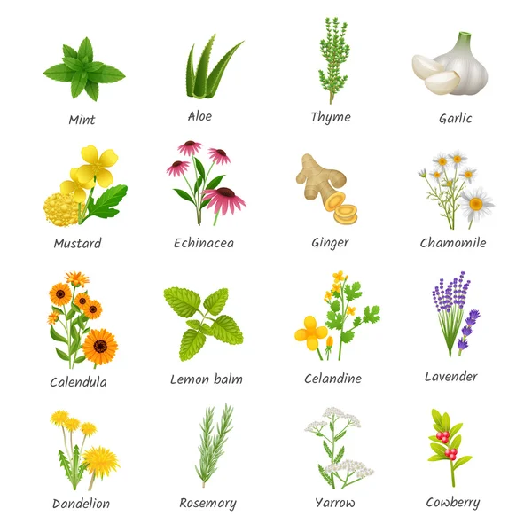 Hierbas medicinales Plantas Set Iconos Planos — Archivo Imágenes Vectoriales