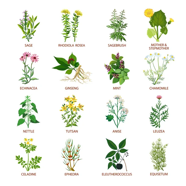 Φαρμακευτικά φυτά εικονίδια επίπεδη — Διανυσματικό Αρχείο