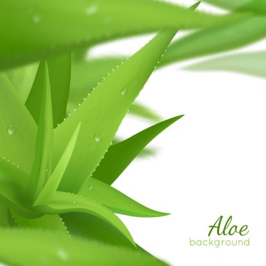 Yeşil Aloe Vera gerçekçi arka plan