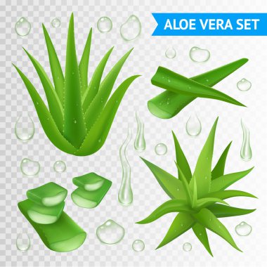 Aloe vera bitki şeffaf arka plan üzerinde