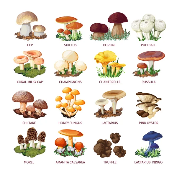 Coleção de cogumelos comestíveis e banquetas —  Vetores de Stock