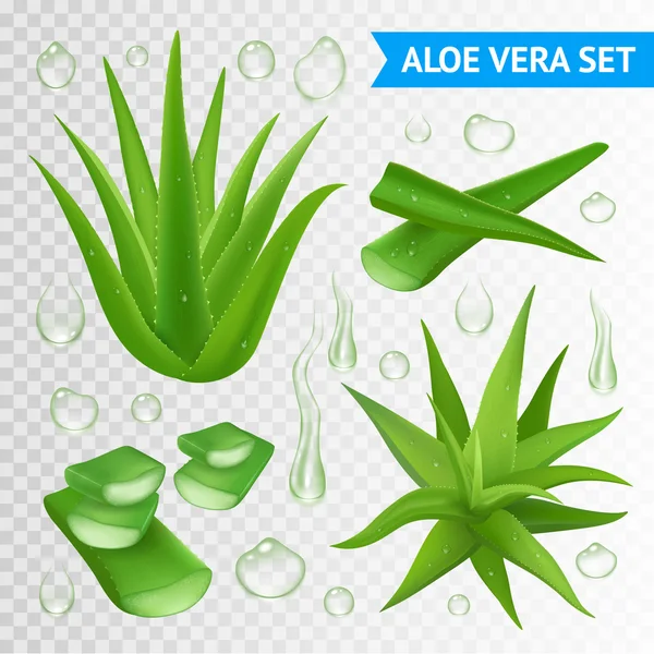 Aloe vera rostlina na průhledném pozadí — Stockový vektor