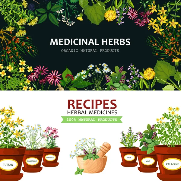 Banners de ervas medicinais —  Vetores de Stock