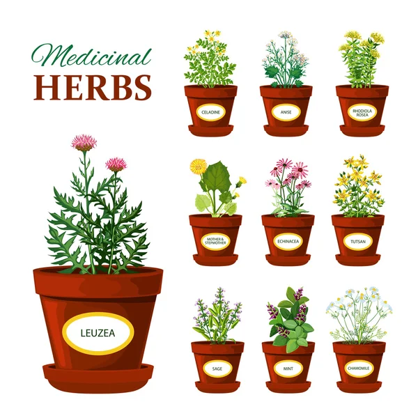 Herbes médicales dans des pots avec des étiquettes — Image vectorielle