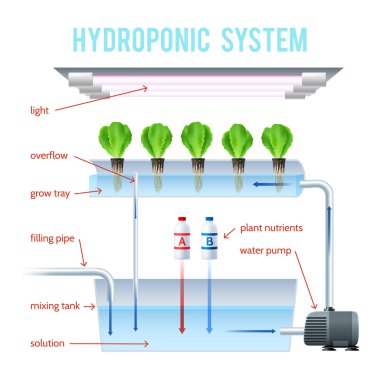 Hydroponics Renkli Infografik