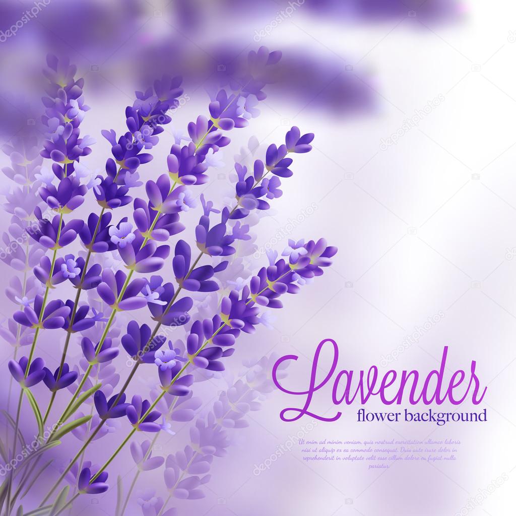 Lavender Flower Background Stock Vector by ©macrovector 113866040