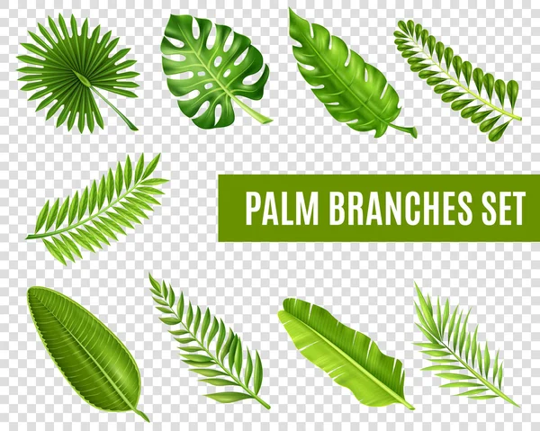 Conjunto de ramas de palmera — Vector de stock