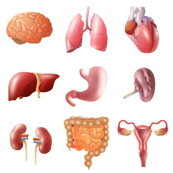 Human Organs Set — Stock Vector