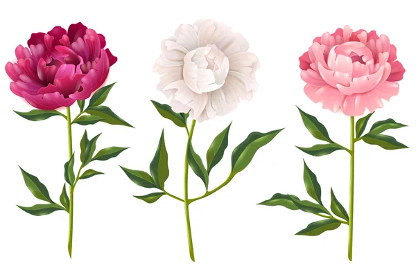 Peonies Realistic Set — Stock Vector