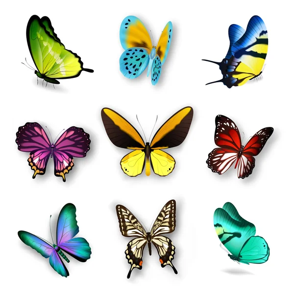 Realistic Butterfly Set — Stock Vector