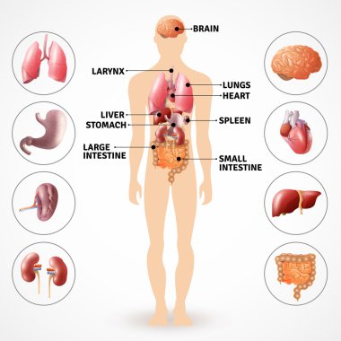 İnsan anatomisi organları
