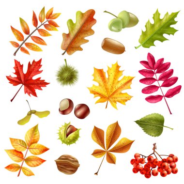 Autumn Leaves Set clipart