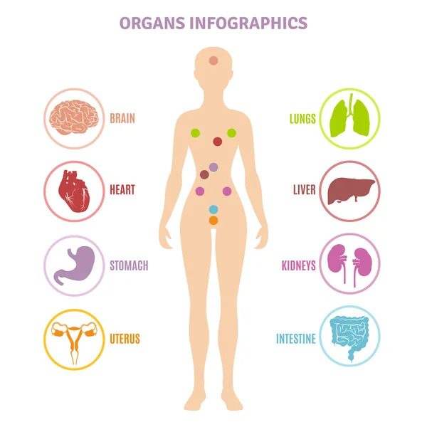 Human Anatomy Organs Infographics — Stock Vector