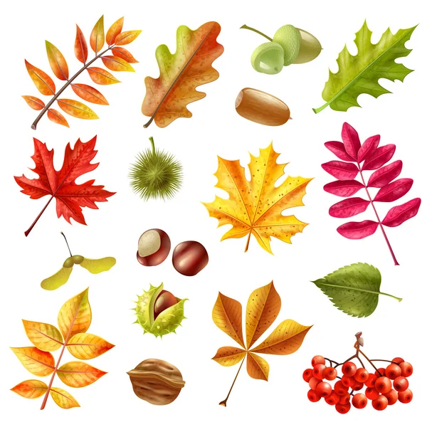 Conjunto de folhas de outono — Vetor de Stock