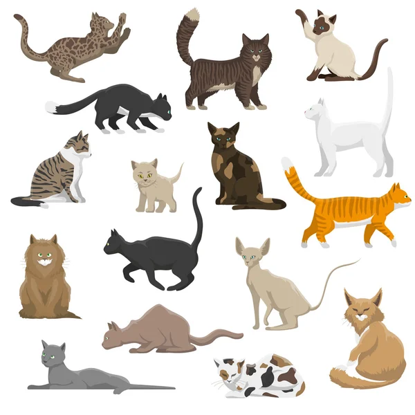 Gato doméstico razas plana iconos colección — Archivo Imágenes Vectoriales