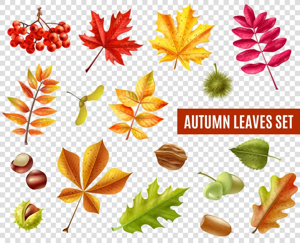 Herfst bladeren transparante set — Stockvector