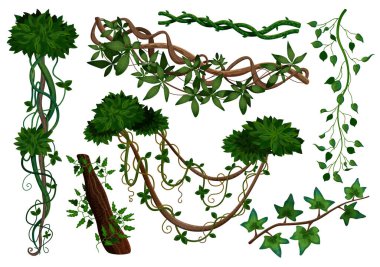 Tropikal Lianalar 