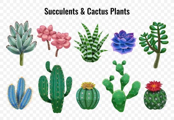 Set de plantas suculentas de cactus — Vector de stock