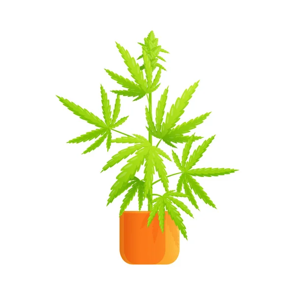Cannabis Bush Composición realista — Vector de stock