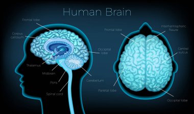 Human Brain Poster clipart