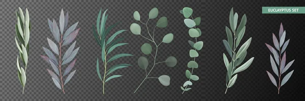 Realistic Eucalyptus Set — Stock Vector