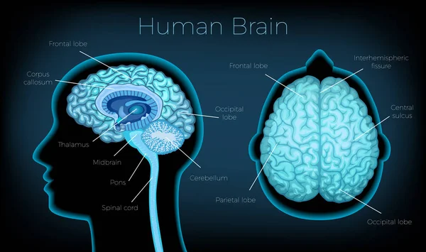 Plakát lidského mozku — Stockový vektor