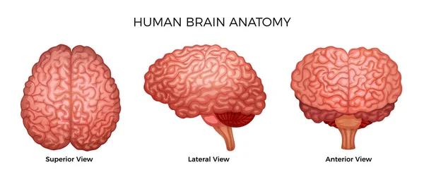 Conjunto de Anatomia Cerebral Humana — Vetor de Stock