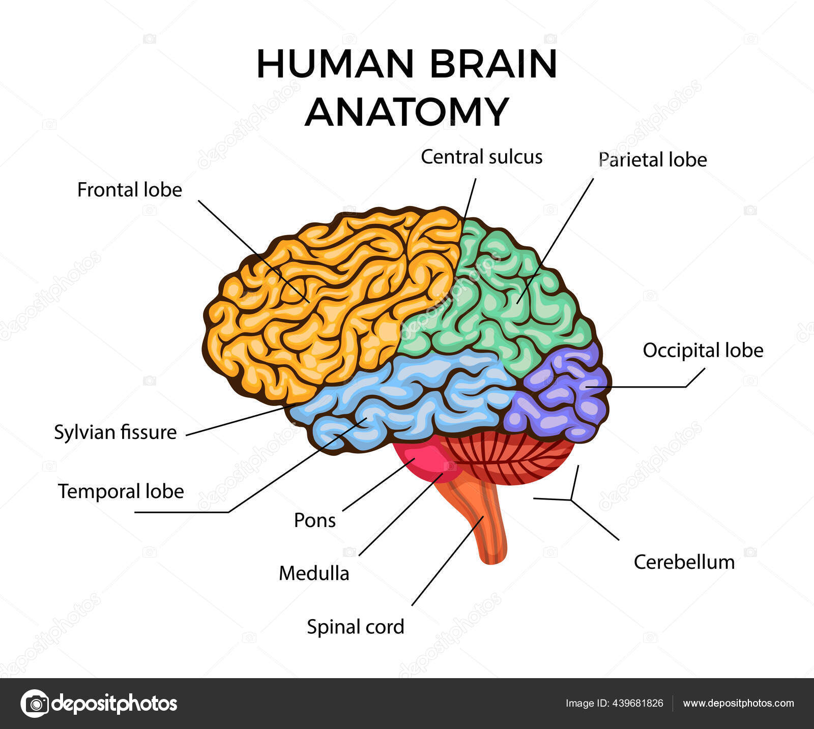 Brain zones. Мозг анатомия. Головной мозг анатомия. Головной мозг инфографика. Мозг инфографика анатомия.