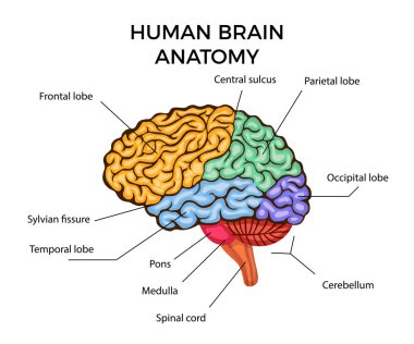 İnsan Beyni Anatomisi