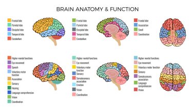 Beyin Anatomisi Bileşimi