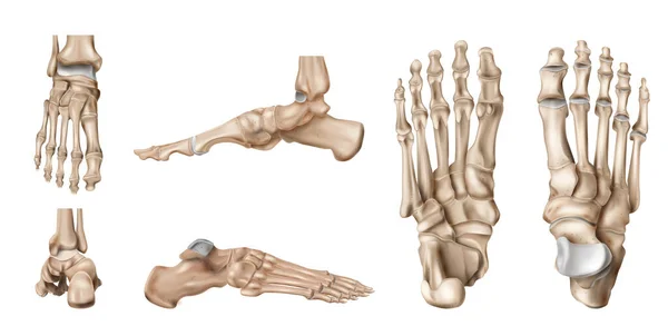 Set de anatomía de huesos de pie — Archivo Imágenes Vectoriales