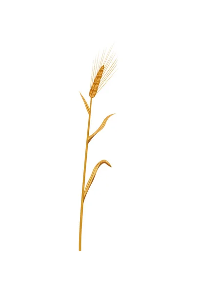 Ilustrasi Telinga Barley - Stok Vektor